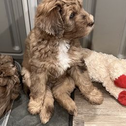 Aussiedoodle and Bernedoodle Puppies from LolliPop Farms