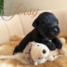 Jersey AKC - Black female Miniature Schnauzer puppy in Victorville, California from West Coast Royal Miniature Schnauzer