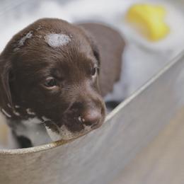 Labrador Retriever Puppies from AGL Retrievers