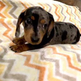 Girl 2 - Dapple Dachshund puppy in Silver Springs, Florida from DeMarsh's Dachshunds