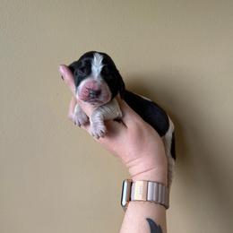 Scar - Black white and brown male Basset Hound puppy in Leroy, Michigan from Iron Sentry Farms