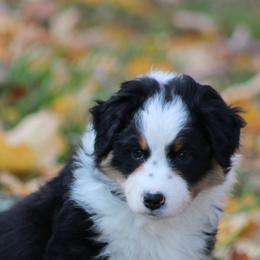 Australian Shepherds from River Trails Aussies