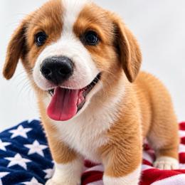 Teal  light blue ID Boy - Red male Pembroke Welsh Corgi puppy in Barling, Arkansas from Soaring Eagle Corgis