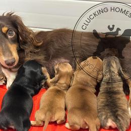 Dachshund and English Springer Spaniel Puppies from Clucking Homestead Springers & Dachshunds