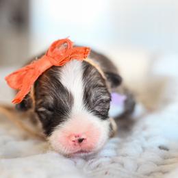 Purple collar female - Sable female Pembroke Welsh Corgi puppy in Mona, Utah from Sorensen Corgis