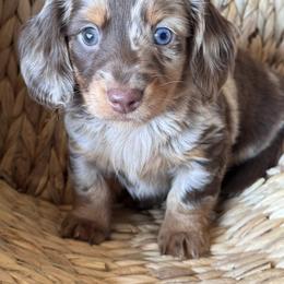 Remmy - Dapple male Dachshund puppy in Bentonville, Arkansas from T & D Dachshunds by design