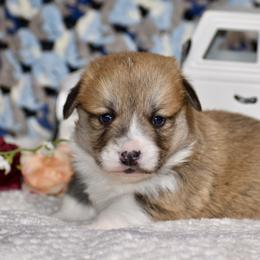 Beans - Red male Pembroke Welsh Corgi puppy in East Canton, Ohio from Victorian Farms