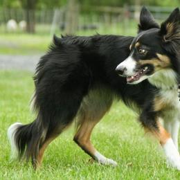 Border Collies from Shirley Loos's Border Collies