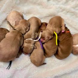Mable-Brown - Apricot female Goldendoodle puppy in Casper, Wyoming from 307 Doodles