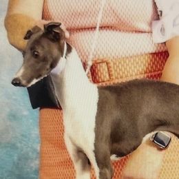 Powder - Italian Greyhound