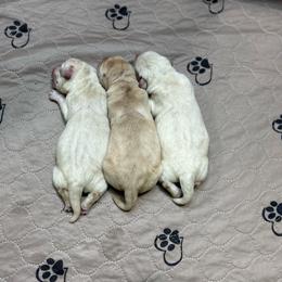 Boy 2 - Yellow male Labrador Retriever puppy in Iowa City, Iowa from Country Road Acres