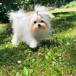 Cikku - White male Maltese puppy in Millstone Township, New Jersey from Couture_frenchies_and_pomeranian