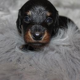 Boy 4 - Black and tan male Dachshund puppy in Craig, Colorado from Rocky Mountain Shih Tzus and Dry Creek Miniature Dachshunds