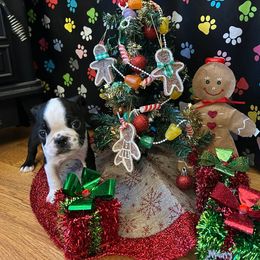 Rich richy - Black and white male Boston Terrier puppy in Star, North Carolina from Meatloaf's Boston