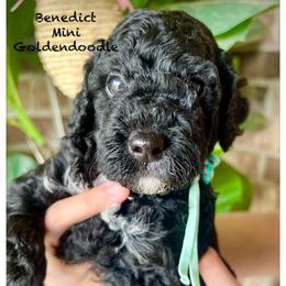 BENEDICT - Black male Goldendoodle puppy in Houston, Texas from Pia’s Doodle Poodle Wag