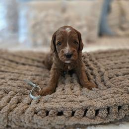 Seafoam Green Collar - Red  male Goldendoodle puppy in Somerville, Alabama from Southern Enchanted Doodles