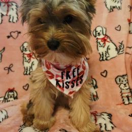 Snuffles - Black and tan female Yorkshire Terrier puppy in Marble Hill, Missouri from LeGrands Parti Pups