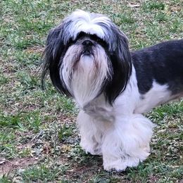 Willow - Shih Tzu