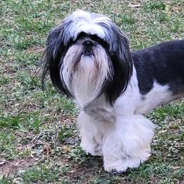 Willow - Shih Tzu