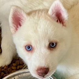 Unique - Red and white female Pomsky puppy in Sacramento, California from 916 Pomskies