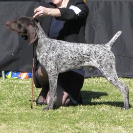 German Shorthaired Pointer All Grown Up from Farrook GSP's