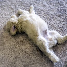 Poodle Puppies from Tamarack Poodles