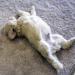 Poodle Puppies from Tamarack Poodles