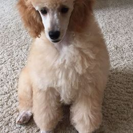 "light apricot mini" Poodle Puppies from Firebrook Poodles