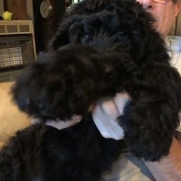 Labradoodle Puppies from Hippie Hollow Doodles