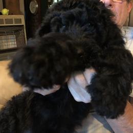 Labradoodle Puppies from Hippie Hollow Doodles