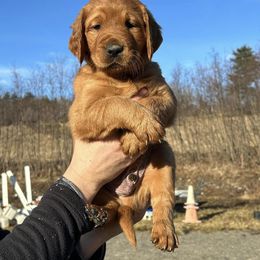 Labrador Retriever Puppies from West Wind Farm’s Labradors & Livery