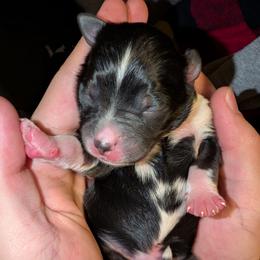 Zakk - Black tri male Toy Australian Shepherd puppy in Shepherd, Texas from GAMALA Farm & Kennels