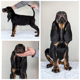 Black and Tan Coonhound Puppies from Jackman Kennels