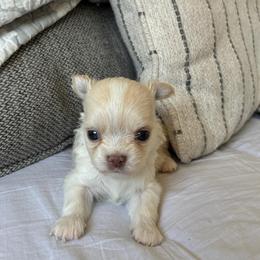 Ollie - Fawn male Chihuahua puppy in Menifee, California from Lane’s Little Long Coats