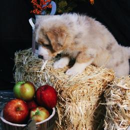 Australian Shepherd Puppies from Cooper Ridge Aussies