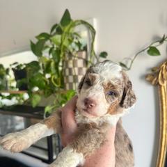 Gossip - Brown merle female Aussiedoodle puppy in Inman, South Carolina from Dark Corner Doodles