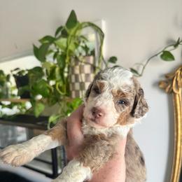 Gossip - Brown merle female Aussiedoodle puppy in Inman, South Carolina from Dark Corner Doodles