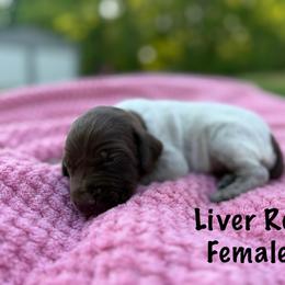 Sunny - Liver roan female German Shorthaired Pointer puppy in Axton, Virginia from Red Clay Kennels