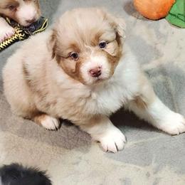 Joly ''Ember'' - Red merle female Australian Shepherd puppy in Athens, Tennessee from Mimi's Aussie
