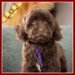 Twila - Brown female Cockapoo puppy in Connersville, Indiana from Deaz Doodle Ranch