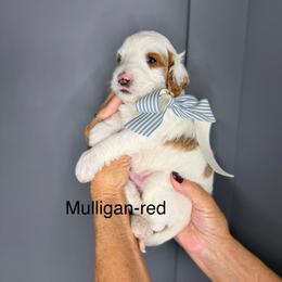 Mulligan - Parti male Goldendoodle puppy in Springville, Utah from JW Doodles