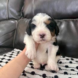 Corduroy - Black tri-color male Aussiedoodle puppy in Heber City, Utah from Junipersdoodles