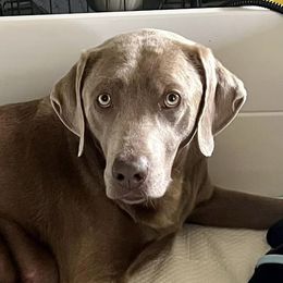 Labrador Retrievers from Silver Ridge Labradors