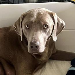 Labrador Retrievers from Silver Ridge Labradors