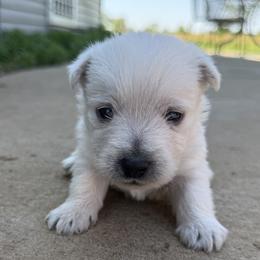 Austin - White male West Highland White Terrier puppy in Bowling Green, Kentucky from Tiffany's Papillons