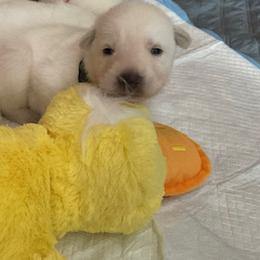Boy 1 - White male German Shepherd puppy in Santa Rosa Valley, California from Diamond White German Shepherds
