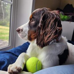 Storm - English Springer Spaniel