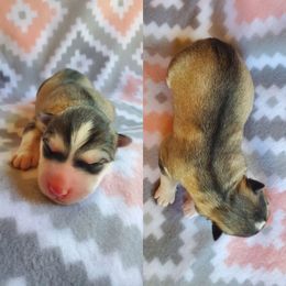 Siberian Husky Puppies from Canace Siberians