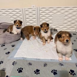 Blue, Green, Yellow, Gray, Red, Light Green, White - Sable merle male Collie puppy in Newburgh, New York from Eye Spy