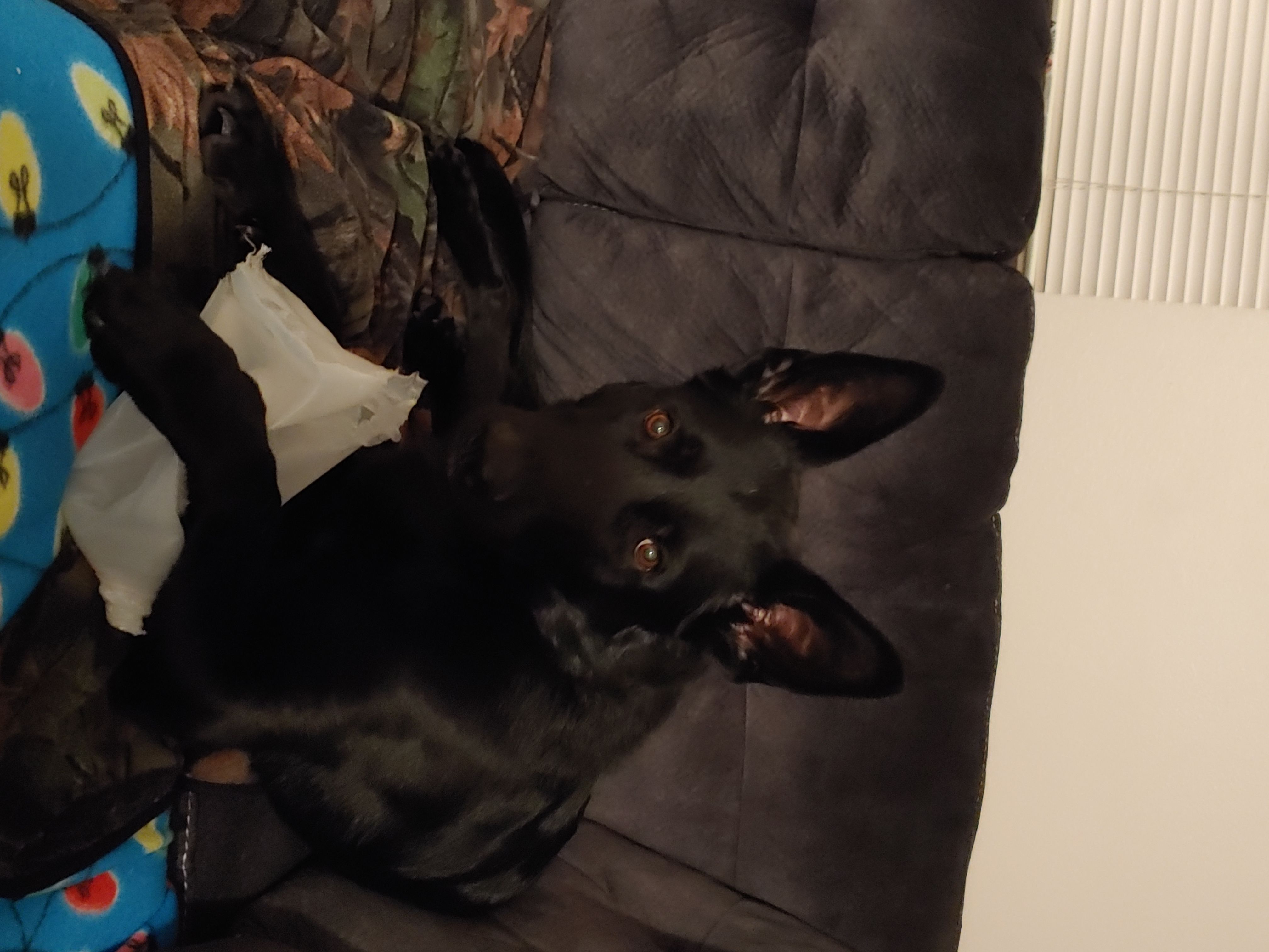 Ryder - German Shepherd